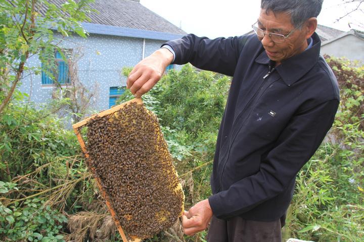 追花逐蜜，養(yǎng)蜂人老魏的“甜蜜事業(yè)”