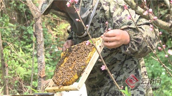 云南屏邊：蜜蜂養殖帶富群眾