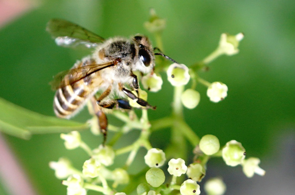 中華蜜蜂（中蜂、土蜂）