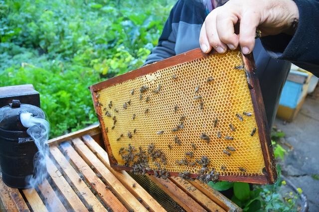 蜜蜂是怎么采蜜的?讓蜜蜂盡可能多采蜜，應(yīng)該做好這一管理