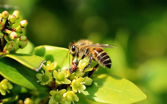 如何判斷蜂王交尾成功？