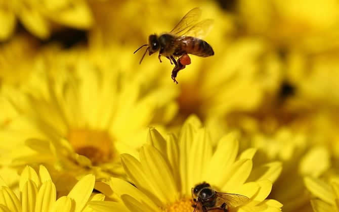 農村土蜜蜂多少錢一箱？