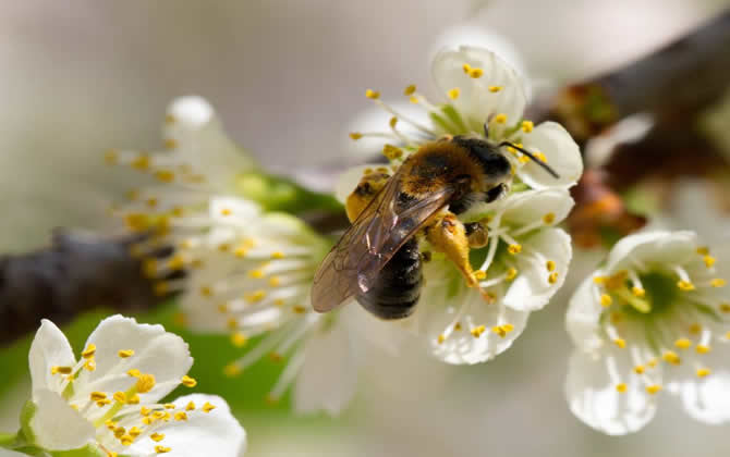 蜜蜂養殖怎么控制分蜂熱現象？