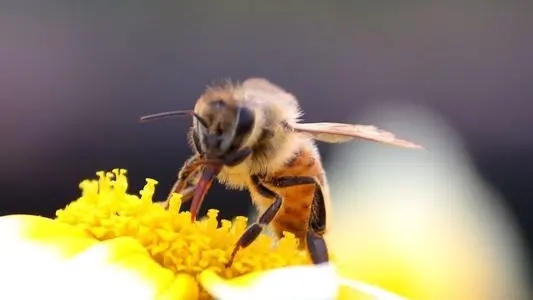 蜜蜂無私奉獻象征生活中的哪些人（蜜蜂的精神象征什么）