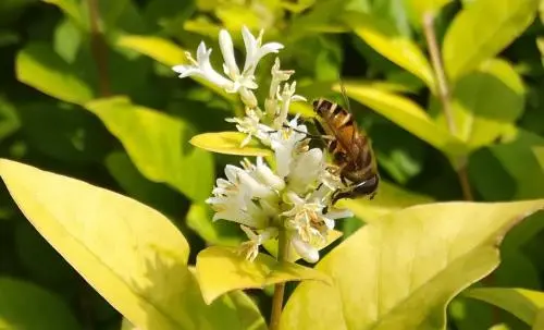 蜂王、工蜂、雄蜂的區別(蜂王跟蜜蜂有什么區別）