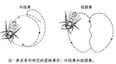 蜜蜂的舞蹈有什么作用？