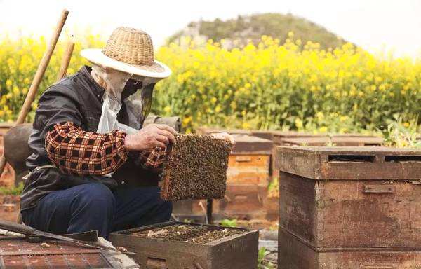 【蜜蜂養殖】養蜂人一年能賺多少錢？