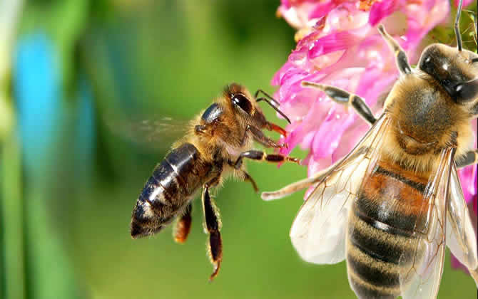 養(yǎng)一箱蜜蜂要多少成本？