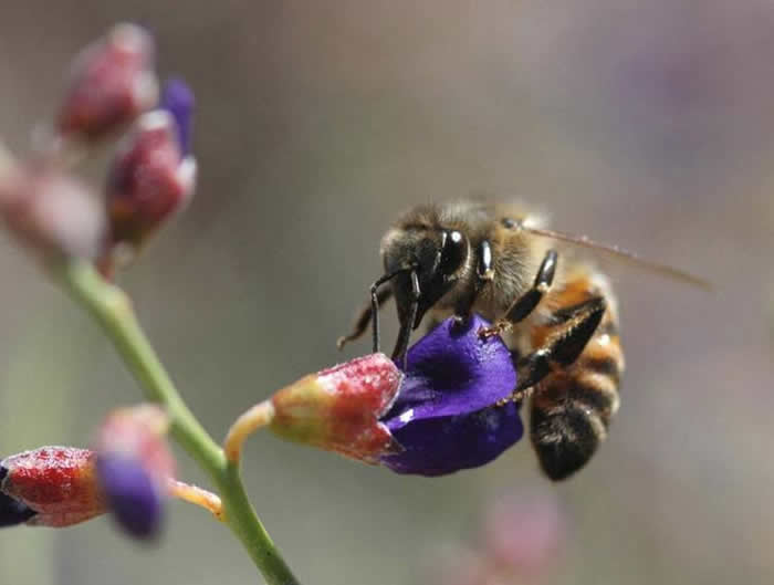 【蜜蜂知識】新手怎么才能養好蜜蜂？