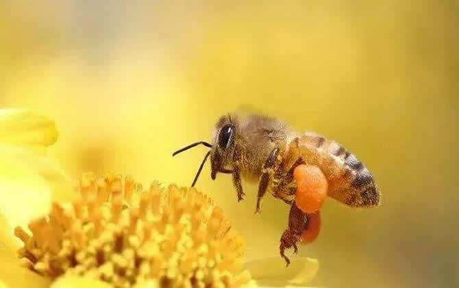 到哪里可以學蜜蜂養殖技術？