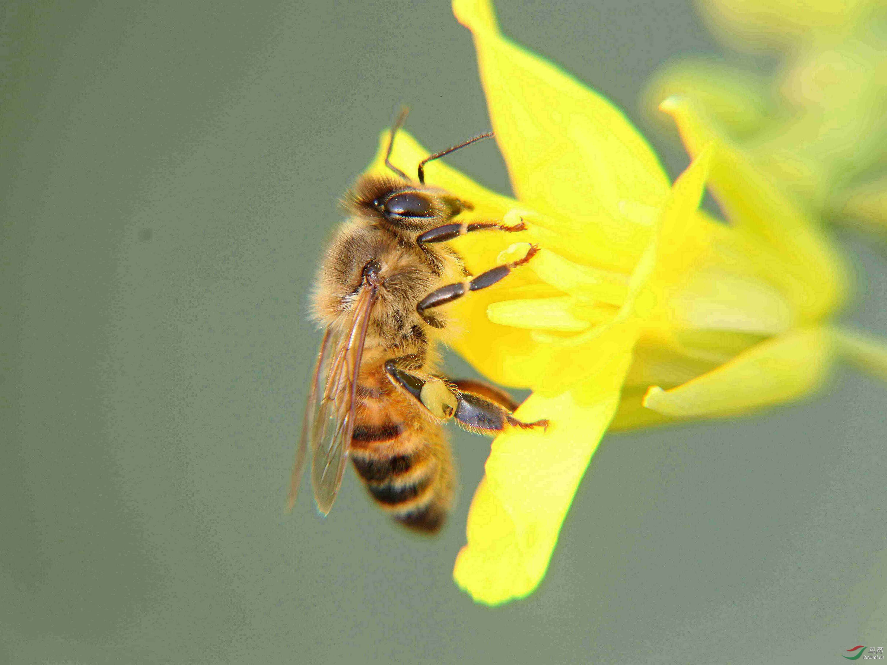 蜜蜂剛開始怎么養（新手如何在家養好蜜蜂）