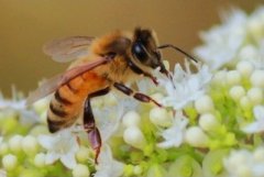 家里經常會有蜜蜂進來預示什么（蜜蜂進家里有什么預兆 ）