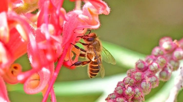 蜂蜜和花蜜的主要區(qū)別是什么（蜂蜜和花蜜有什么區(qū)別）