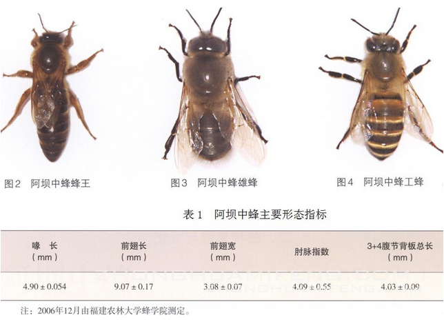 阿壩中蜂抗病力強嗎（你聽說過阿壩中蜂嗎？它“神”在哪里）