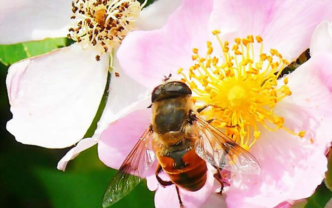 蜜蜂養殖要多少投資錢？