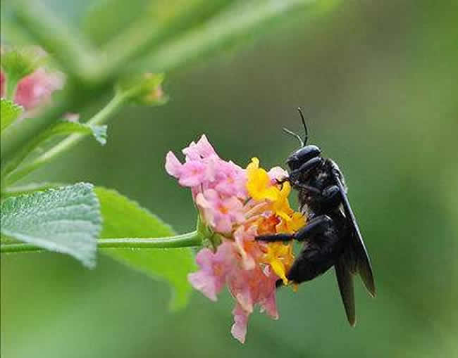 歐洲黑蜂