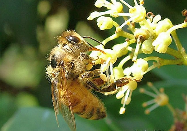 蜜蜂最怕什么東西？(怕酒水、顏色、氣味還是什么藥)