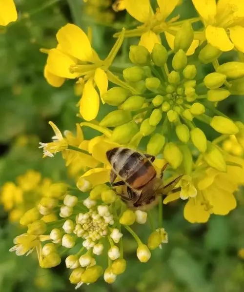 什么天氣取蜂蜜好（蜜蜂取蜜什么時間最好）