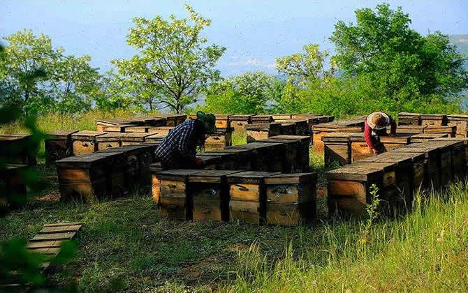 養蜂人一年收入怎么樣？