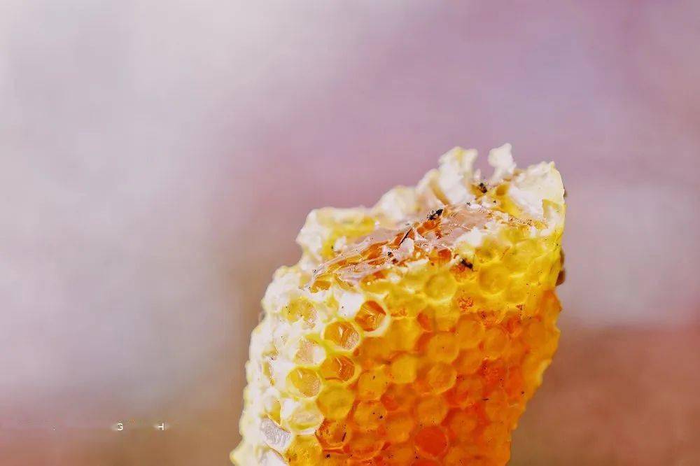 鴨腳木蜂蜜和野桂花蜜哪個好（鴨腳木花蜂蜜有什么作用）