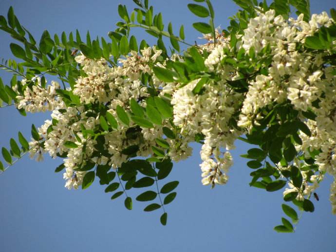 【蜜蜂養殖】一箱意蜂洋槐花期能產多少蜜？