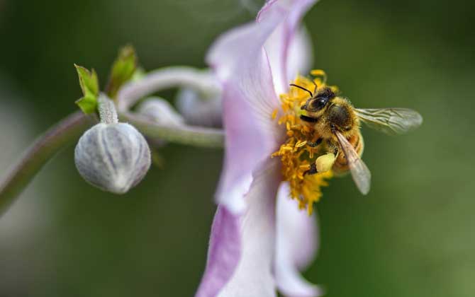 2019年養10箱蜜蜂一年能賺多少錢？