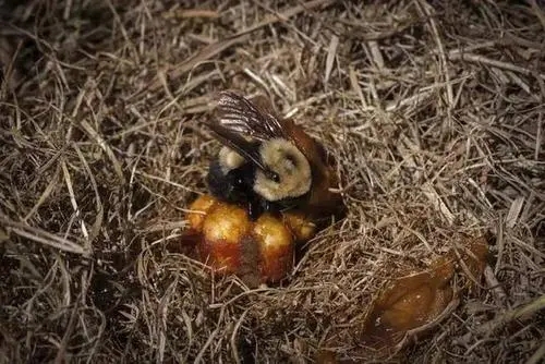 熊蜂筑巢產卵（熊蜂飼養技術）