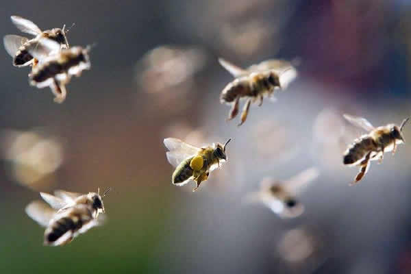 【蜜蜂知識】蜜蜂自然分蜂一年有幾次？