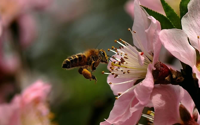 蜜蜂采蜜能飛多遠？