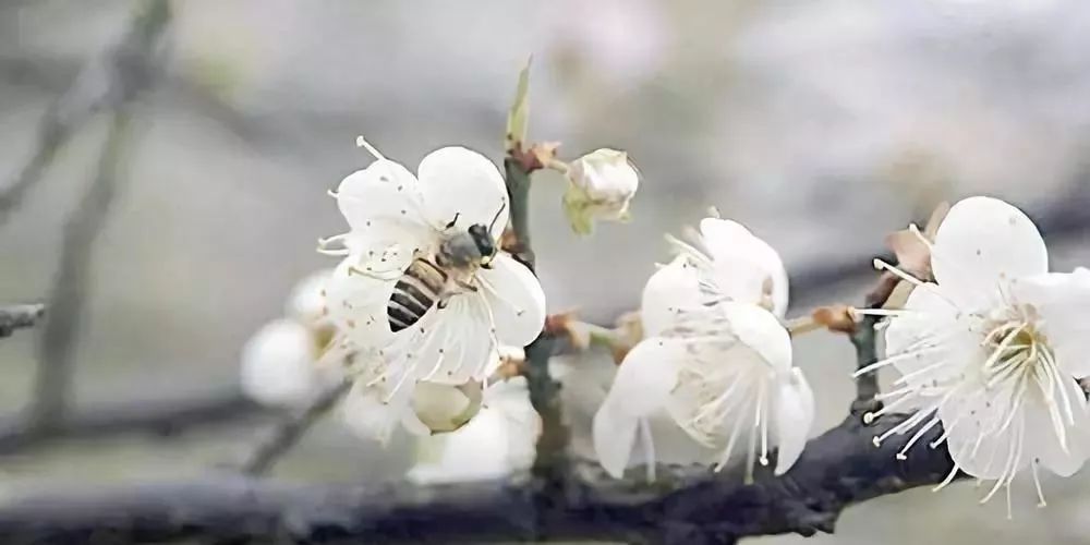 蜜蜂春繁管理技術（春繁蜜蜂應注意什么）