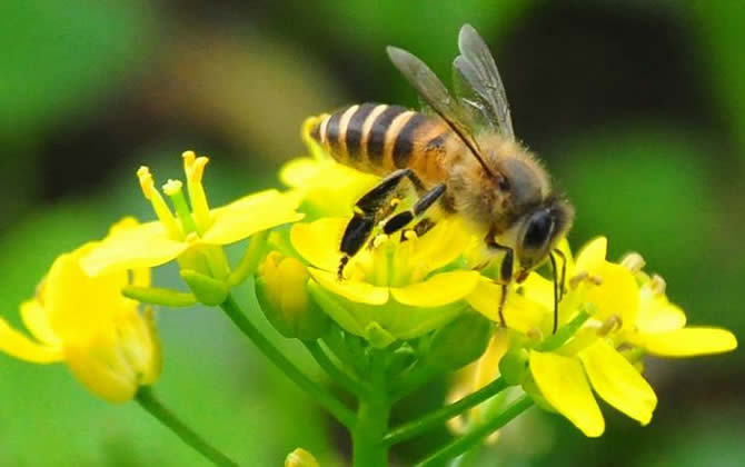 蜜蜂一生能采多少蜂蜜？