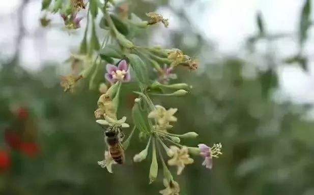 【蜜蜂知識(shí)】中華蜜蜂的飼養(yǎng)技術(shù)