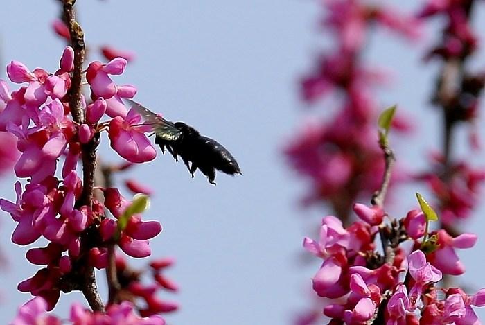 養(yǎng)蜂怎樣防治蟾蜍？