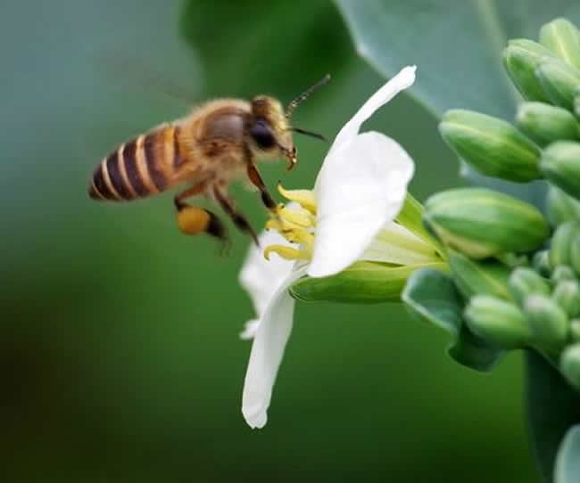 【蜜蜂知識】意大利蜂的優缺點