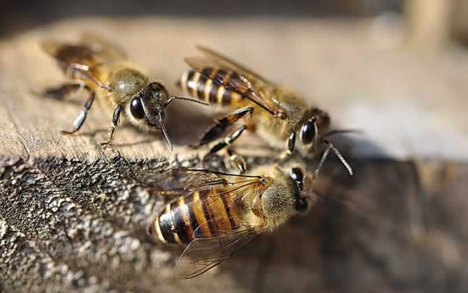 蜜蜂巢門口有幾十只死亡蜂是不是中毒（蜂巢門口死了好多蜜蜂）