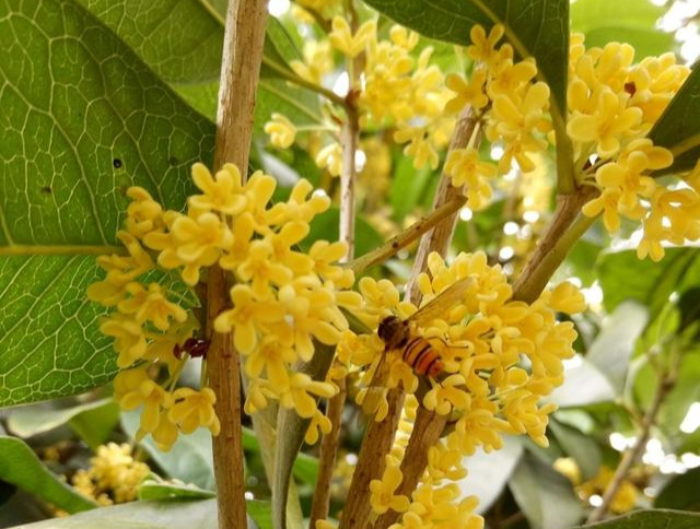 野桂花蜜是什么樣的（桂花蜜來源及蜜源介紹）