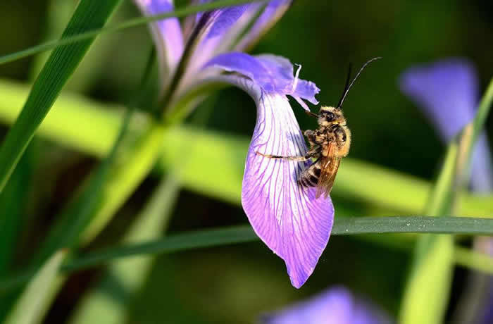 【蜜蜂知識】雄蜂卵和工蜂卵的區別？