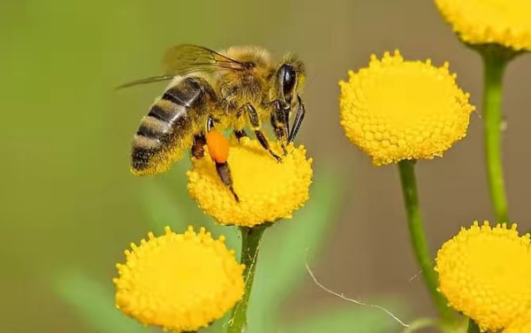 空蜂箱如何誘引蜂王來（空蜂箱怎么引來蜜蜂）