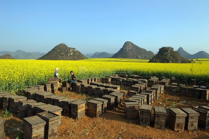 【蜜蜂養殖】家庭養蜂需要注意哪些方面？