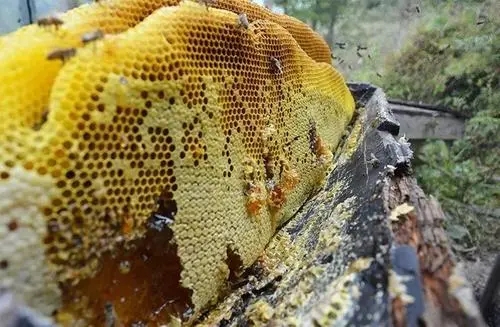 吃蜂蜜對痔瘡有緩解作用嗎（蜂蜜的作用）