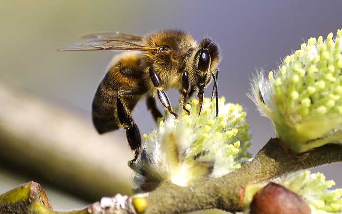 蜜蜂工蜂能飛多遠（蜜蜂最遠能飛多遠采蜜）