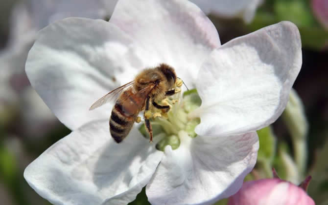 養(yǎng)蜜蜂如何培育蜂王？