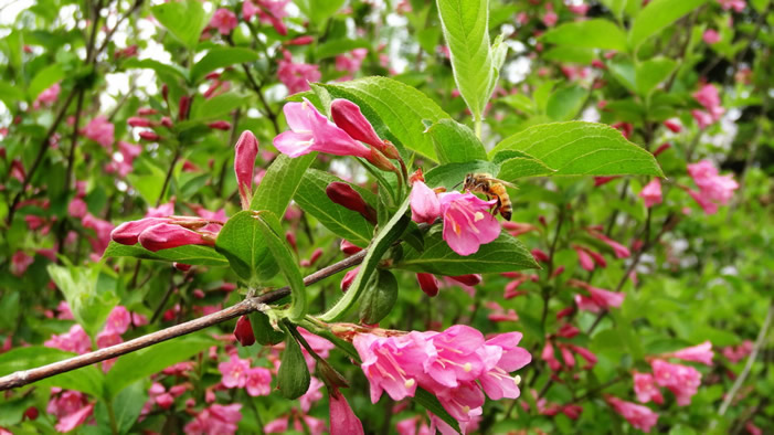 【蜜蜂知識】中蜂囚王后處女王會分蜂嗎？