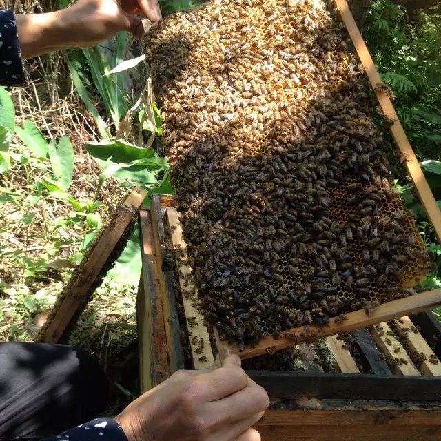 養蜜蜂跑了會怎么樣（怎么樣養蜜蜂才不飛走）