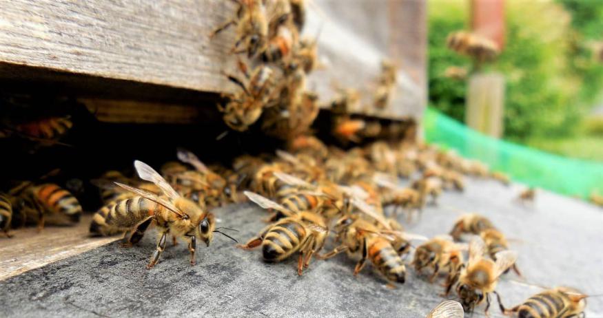 養蜂春繁濕度大怎么辦（風向潮濕的原因和處理辦法）