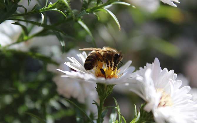 蜜蜂飛進花蜜里如何采蜜（蜜蜂在花上怎么采蜜）