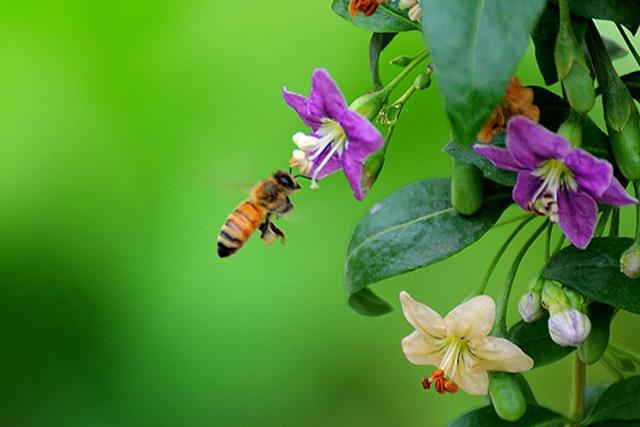 東北黑蜂是土蜂還是意蜂（東北黑蜂和中華蜜蜂的區(qū)別）