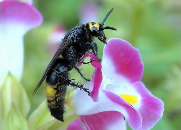 【蜜蜂養殖】2018年養蜂成本和利潤