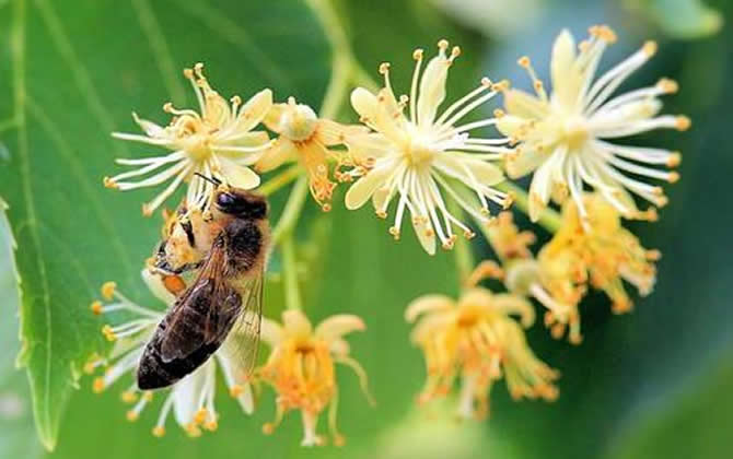 被蜜蜂蟄了為什么找不到刺？