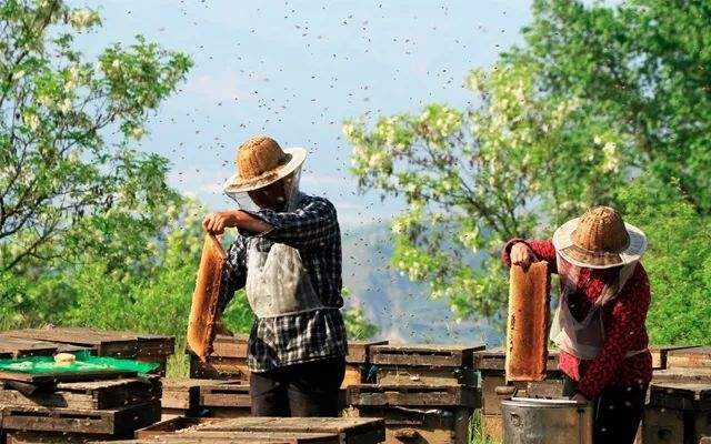 【蜂蜜價格】土蜂蜜價格大概多少錢一斤？